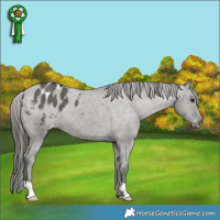 Horse Color:Grullo Appaloosa Brindle