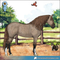 Horse Color:Liver Red Dun Brindle 
