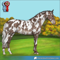 Horse Color:White Spotted Silver Black Appaloosa 