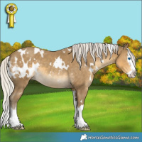 Horse Color:White Spotted Silver Classic Cream Champagne Splash Appaloosa 