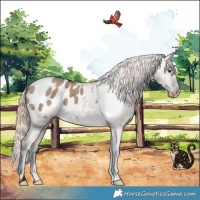 Horse Color:Liver Red Dun Appaloosa Brindle 