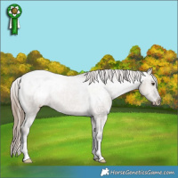 Horse Color:Liver Red Dun Appaloosa Brindle