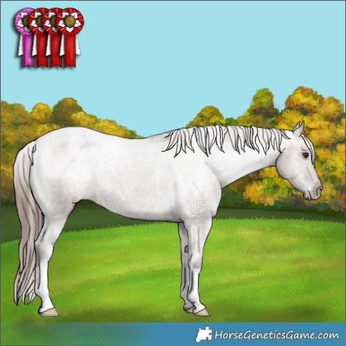 Horse Color:Liver Red Dun Appaloosa Brindle 