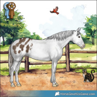 Horse Color:Liver Red Dun Appaloosa Brindle 
