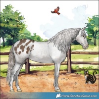 Horse Color:Liver Red Dun Appaloosa Brindle 