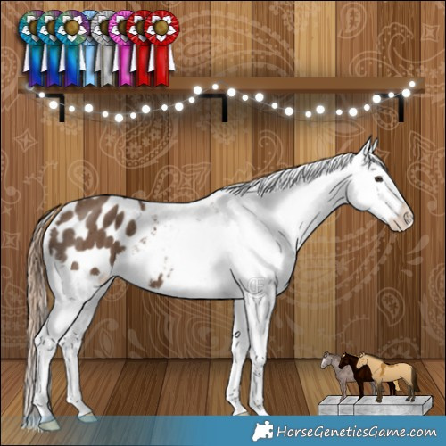 Horse Color:Liver Red Dun Appaloosa Brindle 