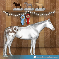 Horse Color:Liver Red Dun Appaloosa Brindle 