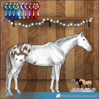 Horse Color:Liver Red Dun Appaloosa Brindle 