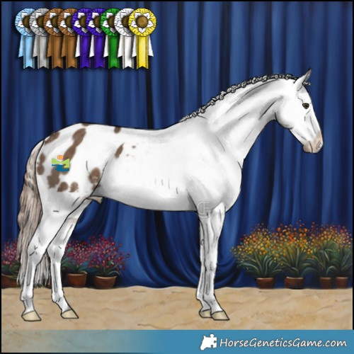 Horse Color:Liver Red Dun Appaloosa Brindle 