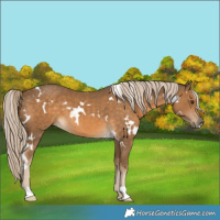Horse Color:White Spotted Chocolate Palomino 