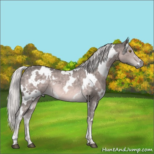 Horse Color:Platinum White Spotted Chocolate Palomino 