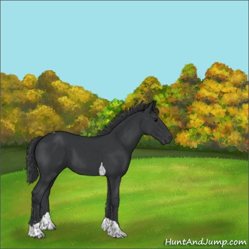 Horse Color:Black Sabino Tobiano 
