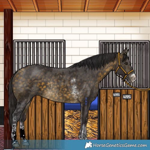 Horse Color:Buckskin Sabino Tobiano Rabicano 