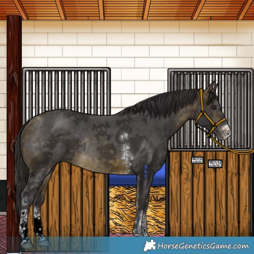 Horse Color:Buckskin Sabino Tobiano Rabicano 