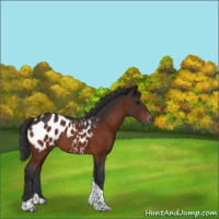 Horse Color:Bay Tobiano Appaloosa 