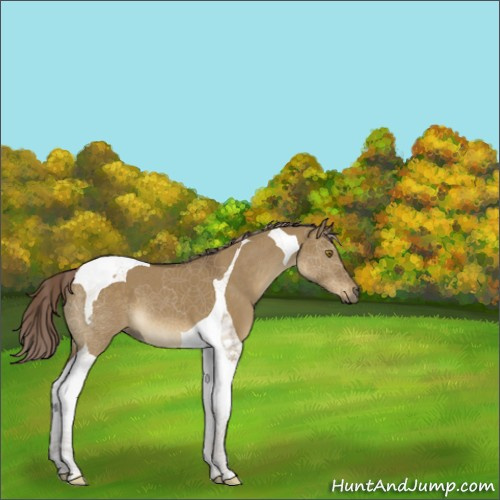 Horse Color:Chocolate Palomino Dun Tobiano 