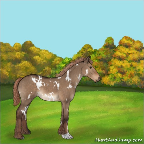 Horse Color:White Spotted Liver Red Dun 
