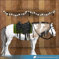 Horse Color:White Spotted Liver Red Dun Splash Appaloosa 