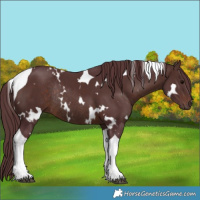 Horse Color:White Spotted Chocolate Brown Tobiano Rabicano 