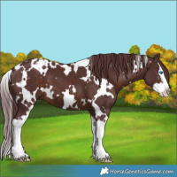 Horse Color:White Spotted Chocolate Brown Splash 