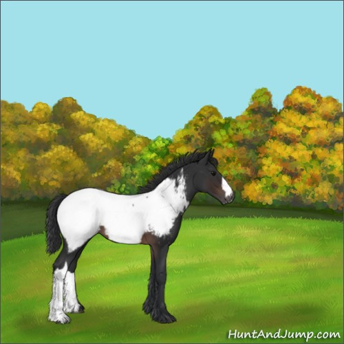 Horse Color:Brown Appaloosa 