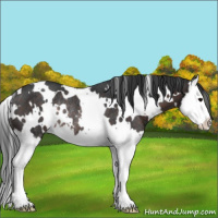 Horse Color:White Spotted Brown Splash Rabicano 