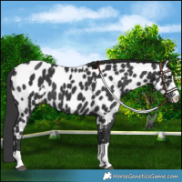 Horse Color:Black Appaloosa and Black Appaloosa