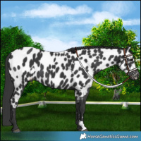 Horse Color:Black Appaloosa  and Black Appaloosa