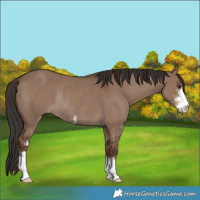 Horse Color:Liver Red Dun Sabino Rabicano 