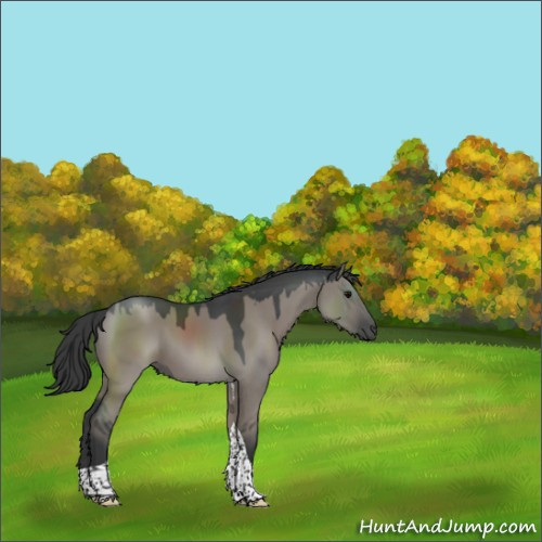 Horse Color:Grullo Tobiano Rabicano 