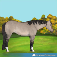 Horse Color:Brown Dun Rabicano 