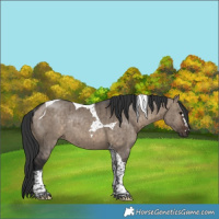 Horse Color:Brown Dun Tobiano Rabicano Brindle 