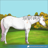 Horse Color:Watercolor Liver Chestnut Ice Sabino Rabicano 