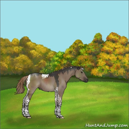 Horse Color:Liver Red Dun Tobiano Rabicano 