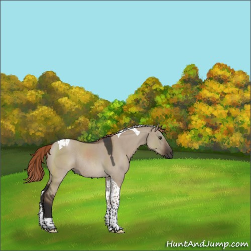 Horse Color:Liver Red Dun Roan Tobiano Rabicano 