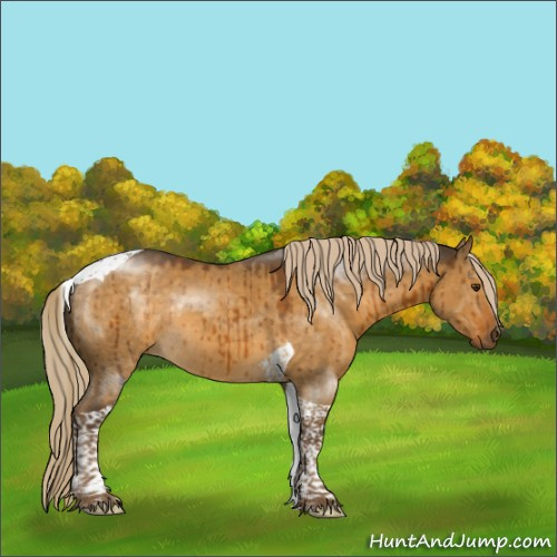 Horse Color:Chocolate Palomino Dun Tobiano Rabicano Brindle 