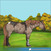 Horse Color:Liver Red Dun Tobiano Rabicano Brindle