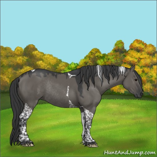 Horse Color:Grullo Tobiano Rabicano 