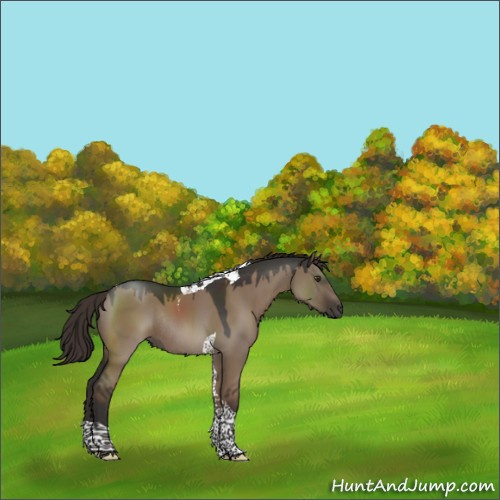 Horse Color:Liver Red Dun Tobiano Rabicano 