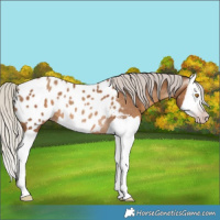 Horse Color:Gray Silver Classic Champagne Splash Appaloosa Rabicano