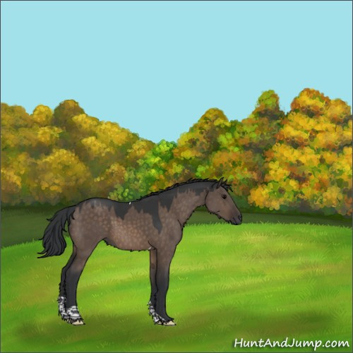 Horse Color:Brown Dun Tobiano Rabicano 