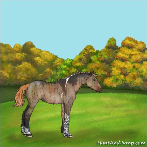 Horse Color:Liver Red Dun Tobiano Rabicano Brindle 