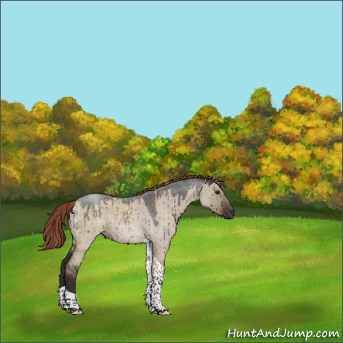 Horse Color:Liver Red Dun Roan Tobiano Rabicano Brindle 