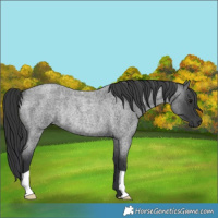 Horse Color:Blue Roan Rabicano 