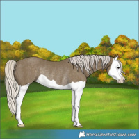 Horse Color:Silver Smoky Black Splash Rabicano 