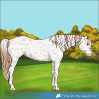 Horse Color:Red Roan Leopard 