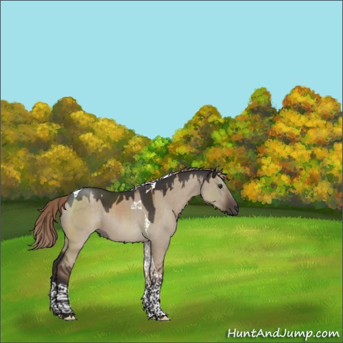 Horse Color:Liver Red Dun Tobiano Rabicano 