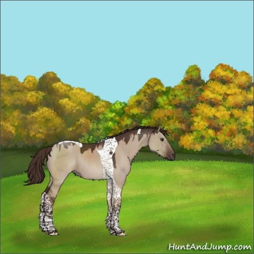 Horse Color:Liver Red Dun Tobiano Rabicano 