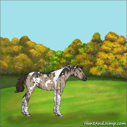 Horse Color:White Spotted Liver Red Dun Tobiano Rabicano Brindle 