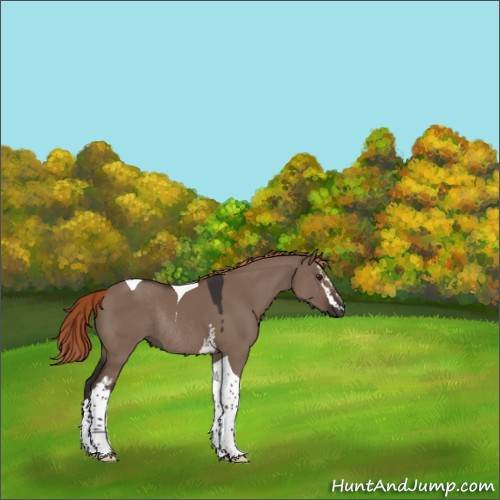 Horse Color:White Spotted Liver Red Dun Tobiano Rabicano 